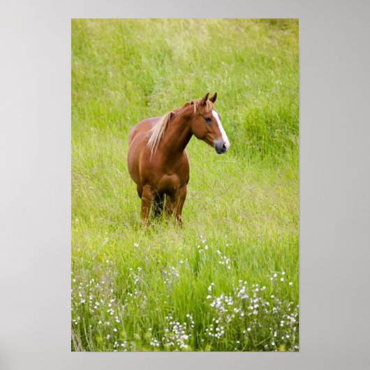 USA, Washington, Pferd in Spring Field, Poster (Vorne)