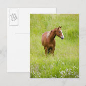 USA, Washington, Pferd in Spring Field, Postkarte (Vorne/Hinten)