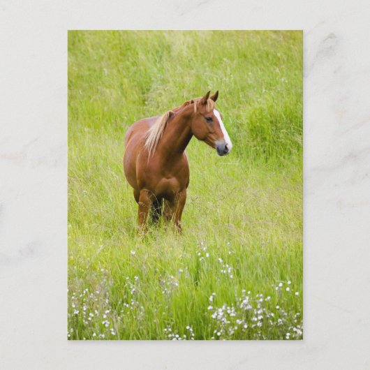USA, Washington, Pferd in Spring Field, Postkarte (Vorderseite)