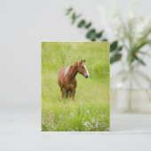 USA, Washington, Pferd in Spring Field, Postkarte (Stehend Vorderseite)