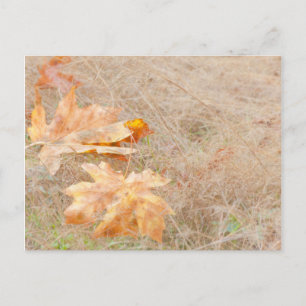 USA, Washington, Quinault. Ahornblätter Postkarte