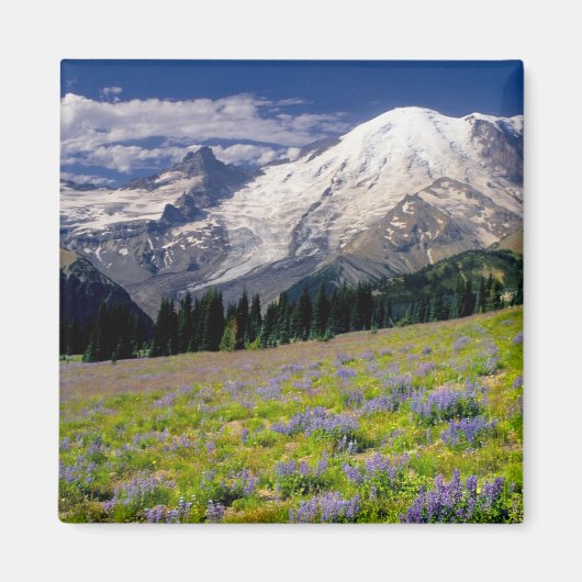 USA, Washington, Rainier National Park. Magnet (Vorne)