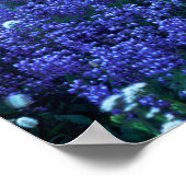 USA, Washington, Rainier National Park. Mt. Poster (Ecke)