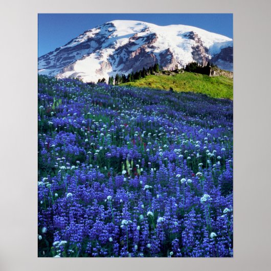 USA, Washington, Rainier National Park. Mt. Poster (Vorne)