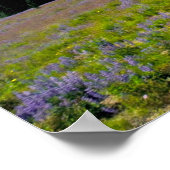 USA, Washington, Rainier National Park. Poster (Ecke)