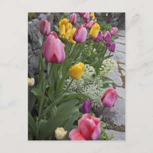 USA, Washington, Seabeck. Garten mit Tulips Postkarte