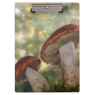 USA, Washington, Seabeck. Leccinum Insigne Klemmbrett