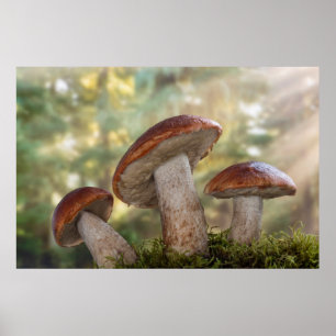 USA, Washington, Seabeck. Leccinum Insigne Poster