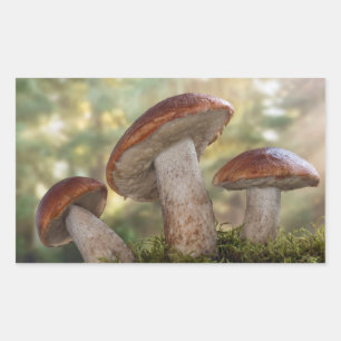 USA, Washington, Seabeck. Leccinum Insigne Rechteckiger Aufkleber