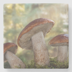 USA, Washington, Seabeck. Leccinum Insigne Steinuntersetzer