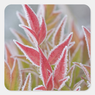 USA, Washington, Seabeck. Nahaufnahme von Frost au Quadratischer Aufkleber