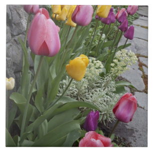 USA, Washington, Seabeck. Tulpen säumen den Garten Fliese