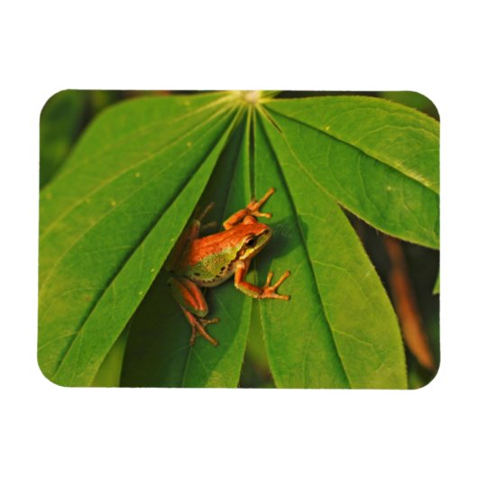 USA, Washington, Seattle, Discovery Park 2 Magnet (Horizontal)