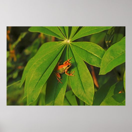 USA, Washington, Seattle, Discovery Park 2 Poster (Vorne)