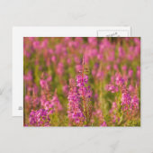 USA, Washington, Seattle, Discovery Park 3 Postkarte (Vorne/Hinten)