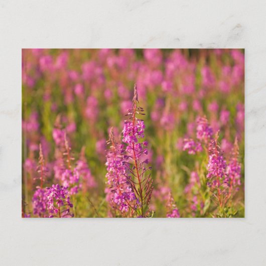 USA, Washington, Seattle, Discovery Park 3 Postkarte (Vorderseite)