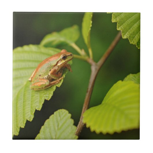 USA, Washington, Seattle, Discovery Park Fliese (Vorderseite)