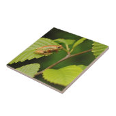 USA, Washington, Seattle, Discovery Park Fliese (Seite)