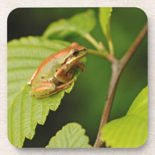 USA, Washington, Seattle, Discovery Park Getränkeuntersetzer