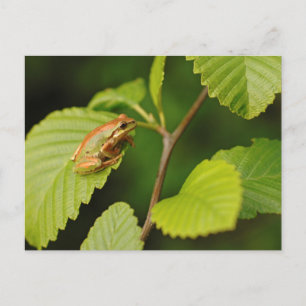 USA, Washington, Seattle, Discovery Park Postkarte