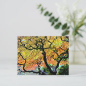 USA, Washington, Seattle, Kubota Garden. Postkarte (Stehend Vorderseite)