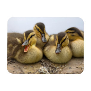 USA, Washington, Seattle, Lake Washington Magnet