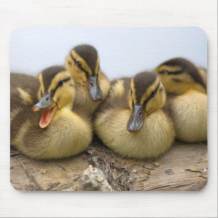 USA, Washington, Seattle, Lake Washington Mousepad