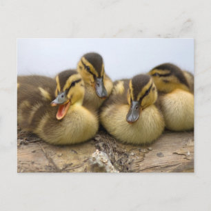 USA, Washington, Seattle, Lake Washington Postkarte