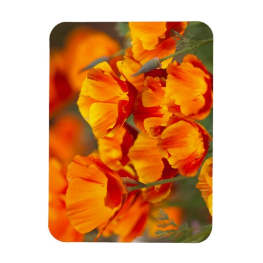 USA, Washington, Seattle Magnet (Vertikal)