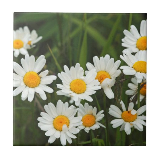 USA, Washington, Seattle, Puget Sound 3 Fliese (Vorderseite)