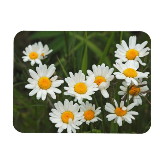 USA, Washington, Seattle, Puget Sound 3 Magnet (Horizontal)