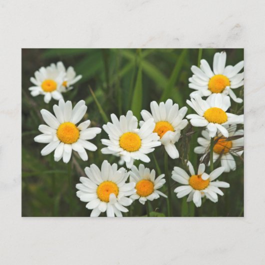 USA, Washington, Seattle, Puget Sound 3 Postkarte (Vorderseite)