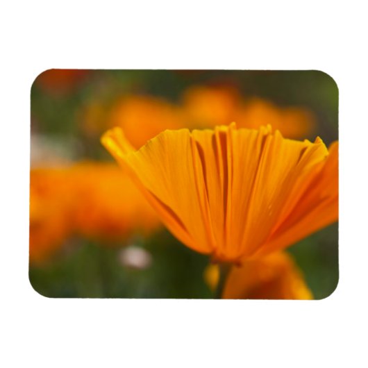 USA, Washington, Seattle, Summer Magnet (Horizontal)