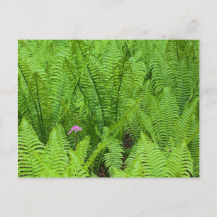 USA, Washington, Seattle, Washington Park Postkarte