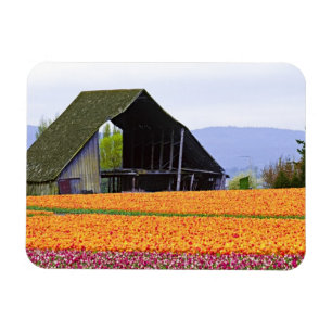 USA, Washington, Skagit Valley. 2 Magnet