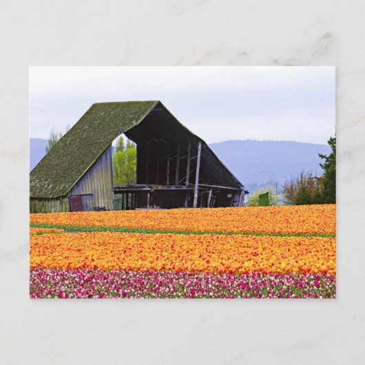 USA, Washington, Skagit Valley. 2 Postkarte (Vorderseite)