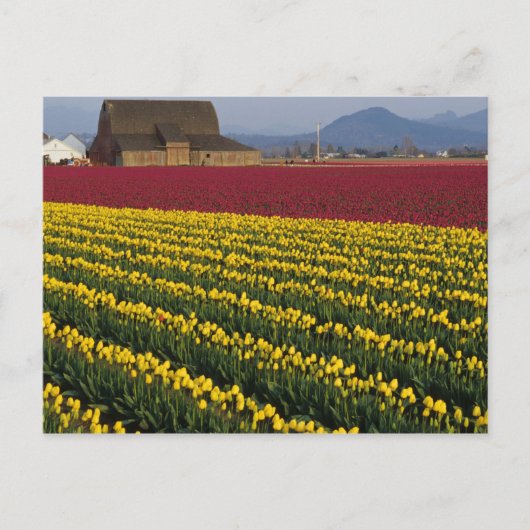 USA, Washington, Skagit Valley. Felder 2 Postkarte (Vorderseite)