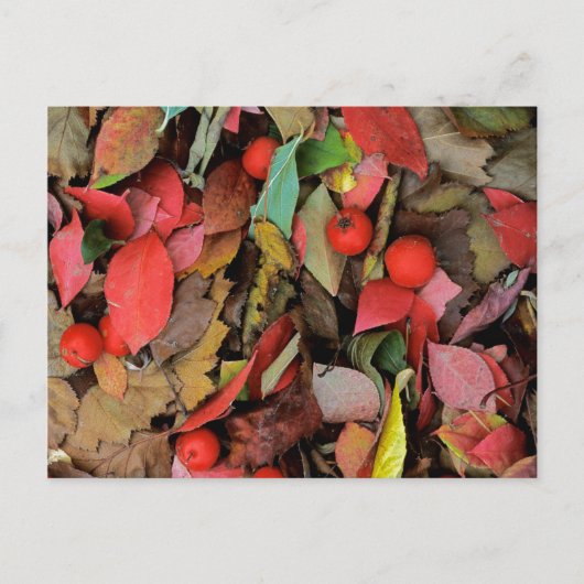 USA, Washington, Spokane Co., Hawthorn-Blätter Postkarte (Vorderseite)