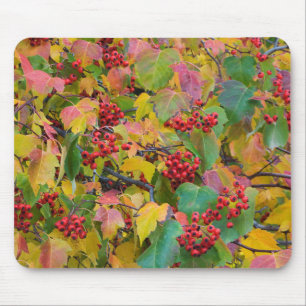 USA, Washington, Spokane County, Hawthorn Leaves 2 Mousepad
