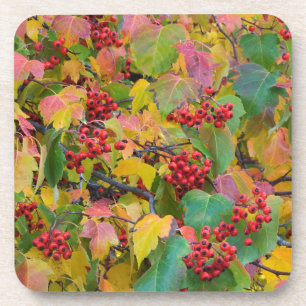 USA, Washington, Spokane County, Hawthorn Leaves 2 Untersetzer
