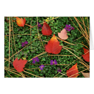 USA, Washington, Spokane County, Hawthorn Leaves 3