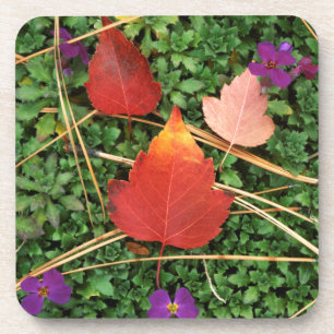 USA, Washington, Spokane County, Hawthorn Leaves 3 Getränkeuntersetzer