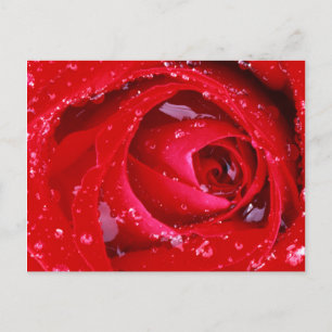 USA, Washington, Spokane, Landkreis Manito Park Postkarte