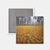 USA, Washington, Spokane, Manito Park, Herbst Magnet (Vorderseite/Rückseite)