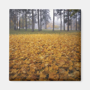 USA, Washington, Spokane, Manito Park, Herbst Magnet