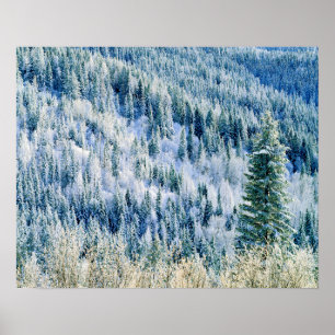 USA, Washington, Spokane Staat Park, Aspen 2 Poster