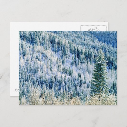 USA, Washington, Spokane Staat Park, Aspen 2 Postkarte (Vorne/Hinten)