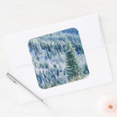 USA, Washington, Spokane Staat Park, Aspen Quadratischer Aufkleber (Umschlag)