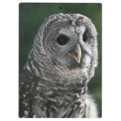 USA, Washington-Staat. Abgehaltene Eule (Strix Klemmbrett (Rückseite)