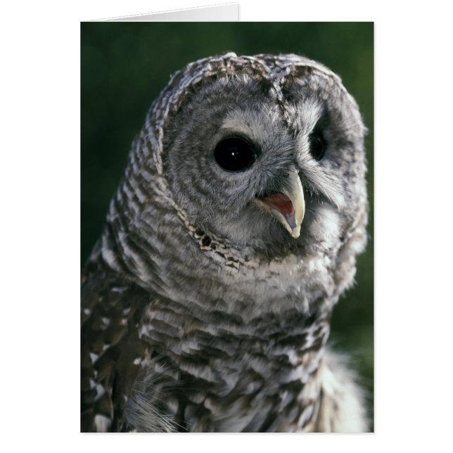 USA, Washington Staat. Barred Owl (Strix varia) (Vorne)